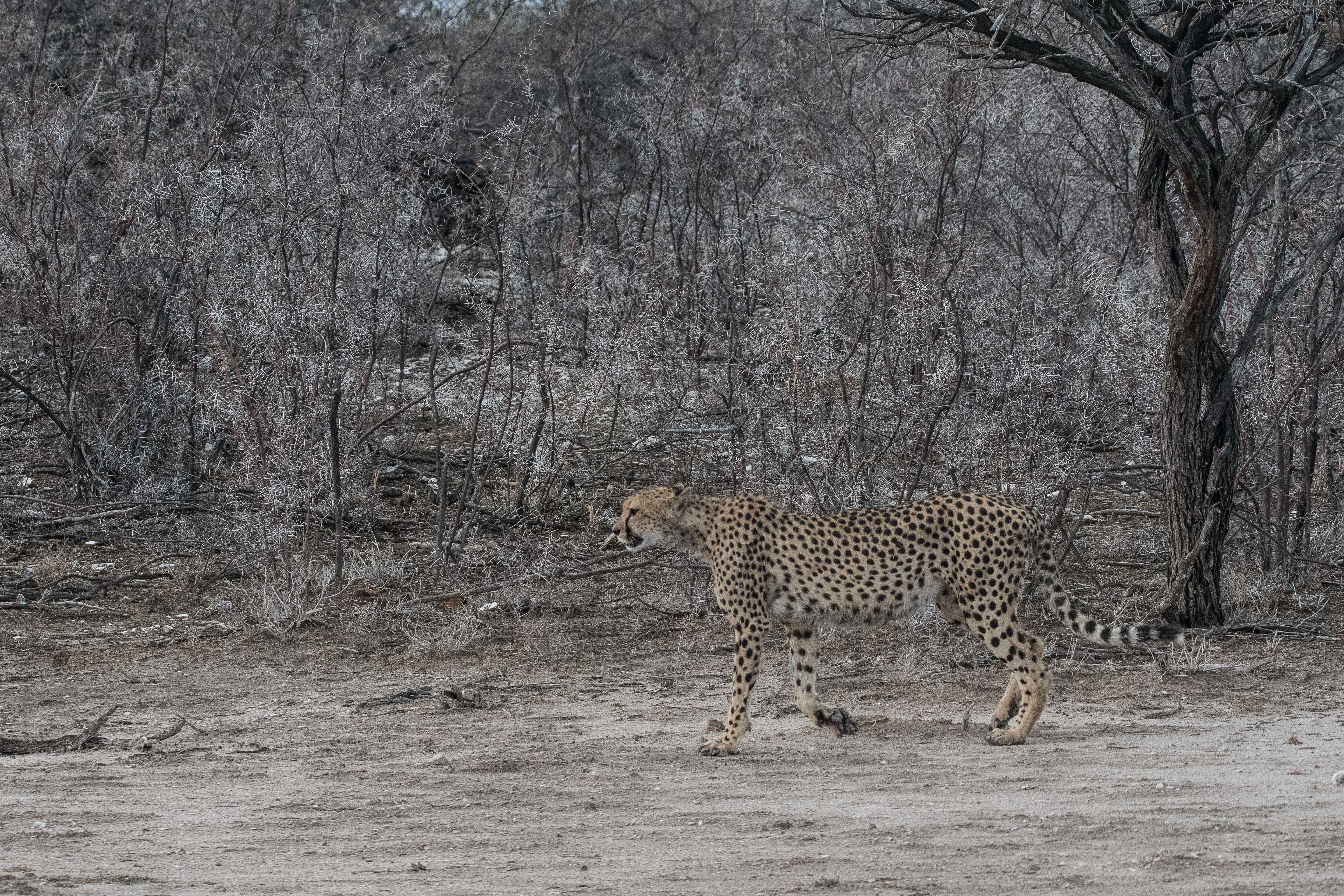 Guèpard (Cheetah, Acinonyx jubatus), femelle gravide déambulant le long d'une zone boisée de Namutoni, Parc National d'Etosha, Namibie.